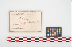 Etikett zu Bronzebrillenfibel (NHMW-PRAE-025847)